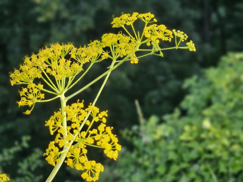 DINPI_ferula
