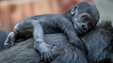 Dobd be a régi mobilod, és mentsd meg a gorillák otthonát!