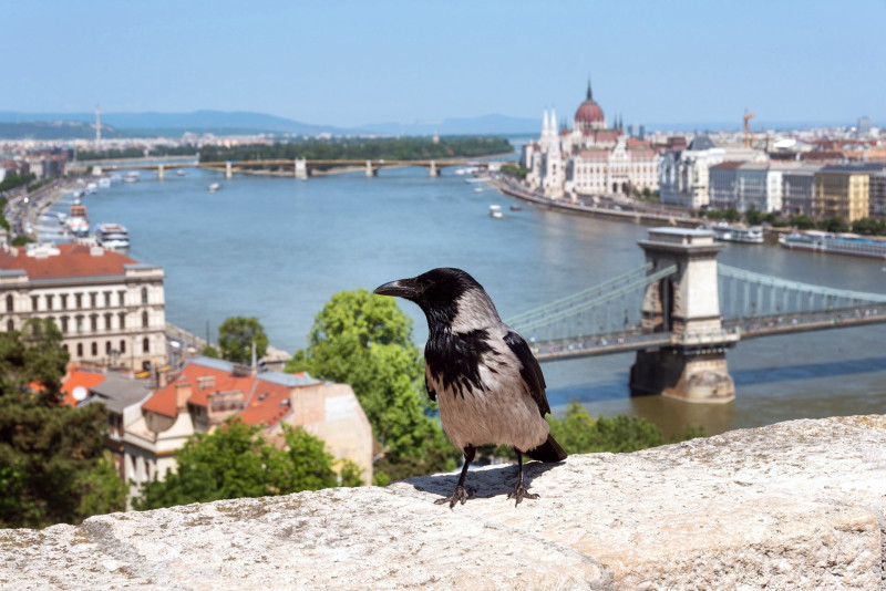 Dolmányos varjú Budapesten