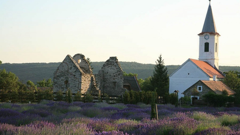 dorgicsei-levendulas-templomos-geotura-964bf662-1055761
