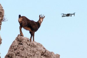 Drón kergetett halálba egy zergét az Alacsony-Tátrában