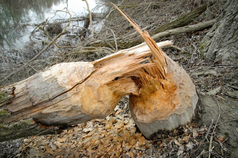 DSC_0093 FOTO Czabán Dávid