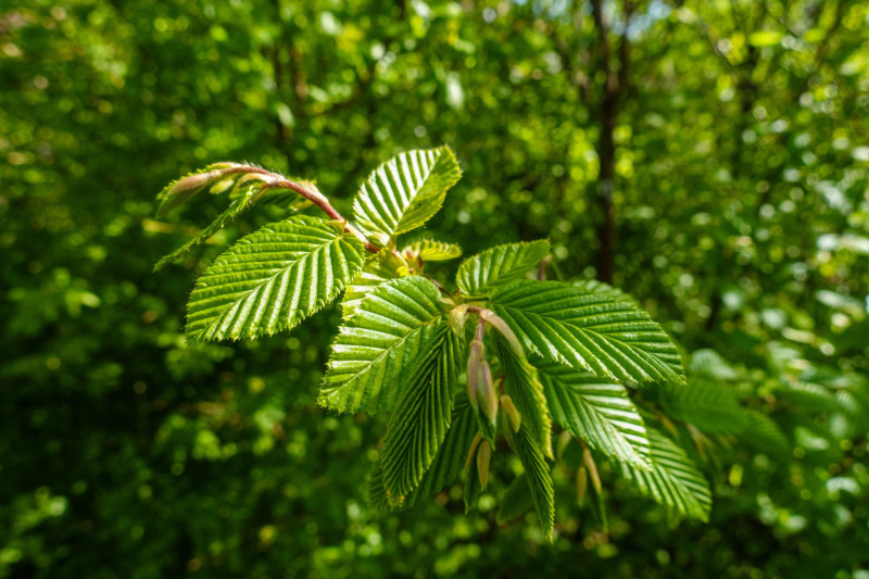 DSC06480_Taban