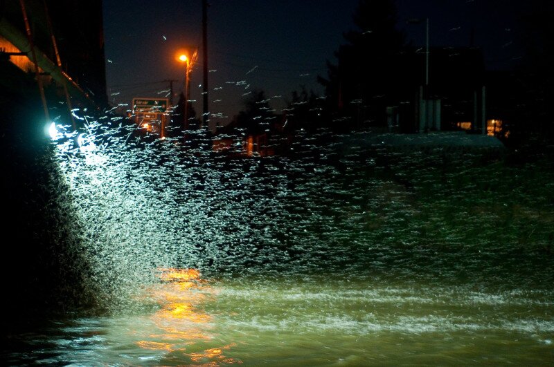 DSC_4344-1-1920 Tahitótfalu fenycsapda