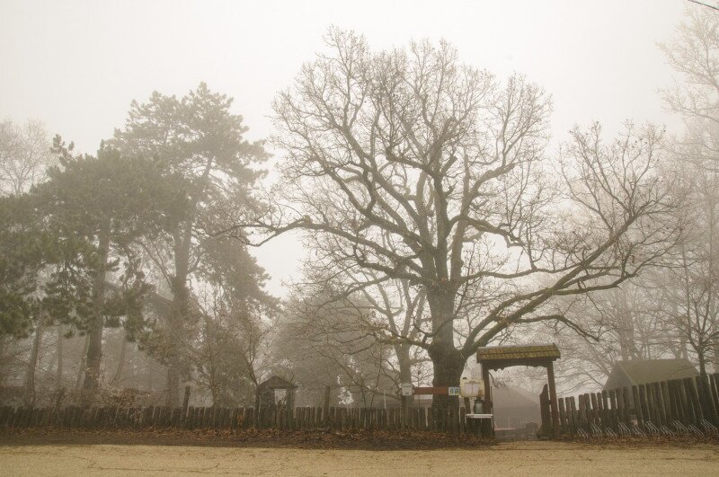 DSC_7810_kisRogoVendeglo