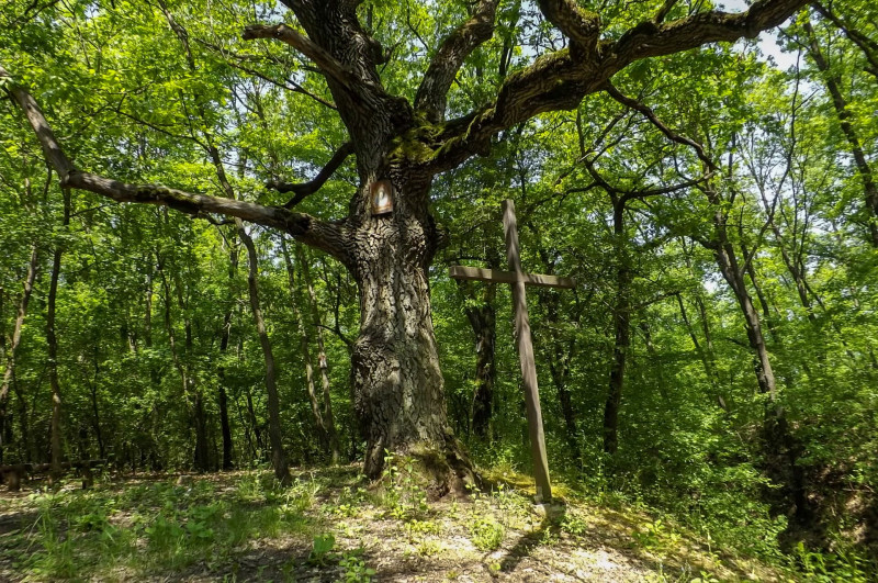 DSCF4348