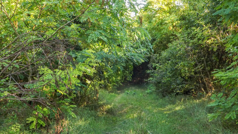 DSCF6770