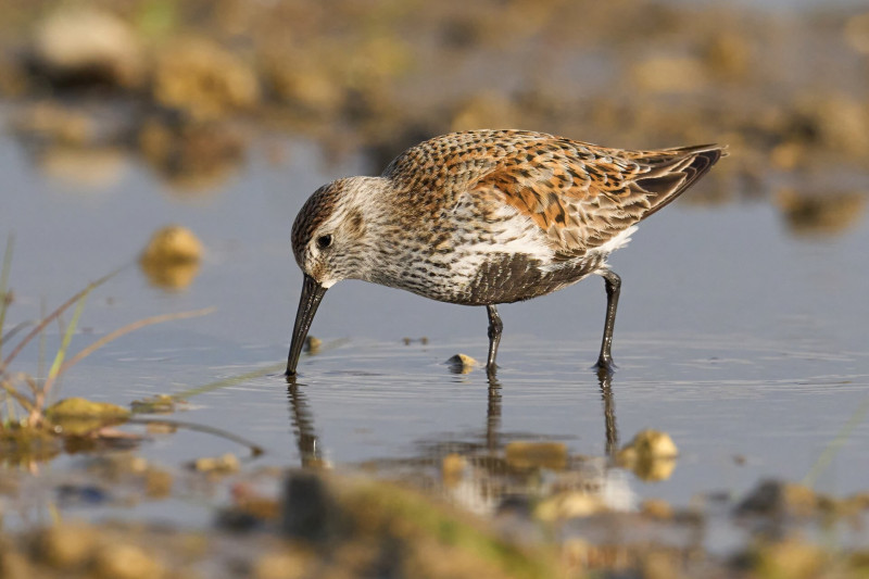 Dunlin (Calidris alpina)