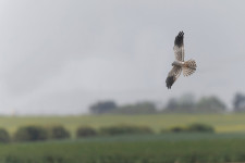 Eredményesek a hazai hamvas rétihéja megfigyelések