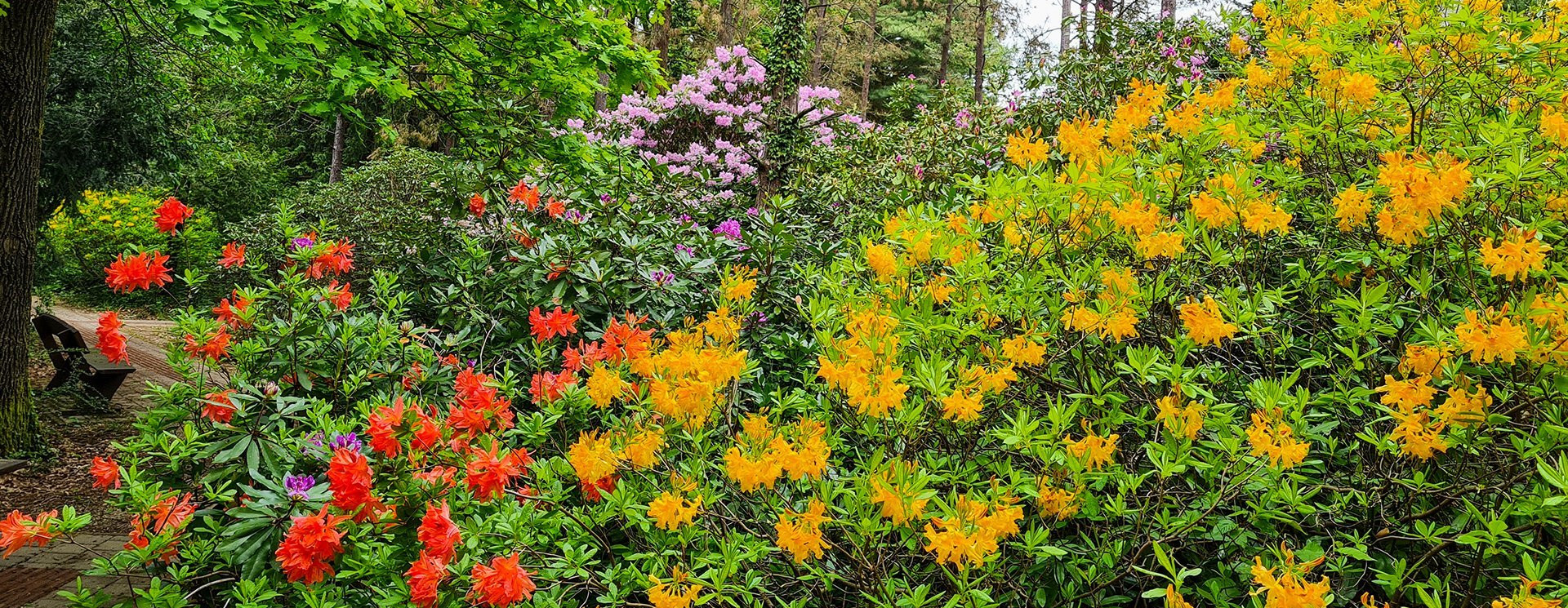 Most van a rododendronvirágzás csúcsa a Jeli Arborétumban