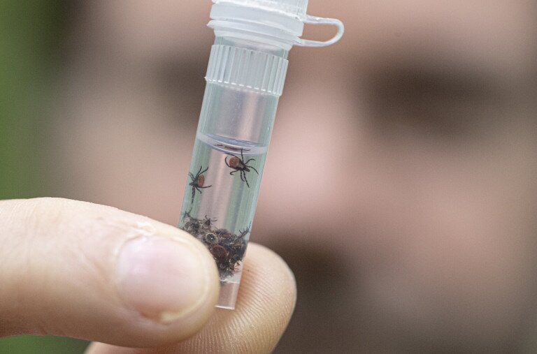 „Nincs szó semmiféle horrorról” – Mit lehet tudni a nálunk is felbukkanó trópusi kullancsokról?