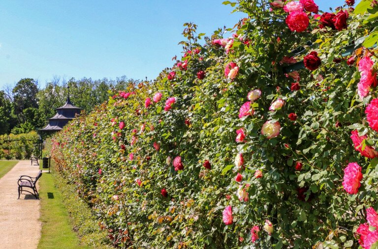 8000 gyönyörű rózsatő között sétálhatunk a fertődi Esterházy-kastély kertjében