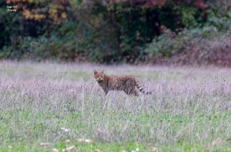 Vadmacskát kapták lencsevégre Tapolca mellett