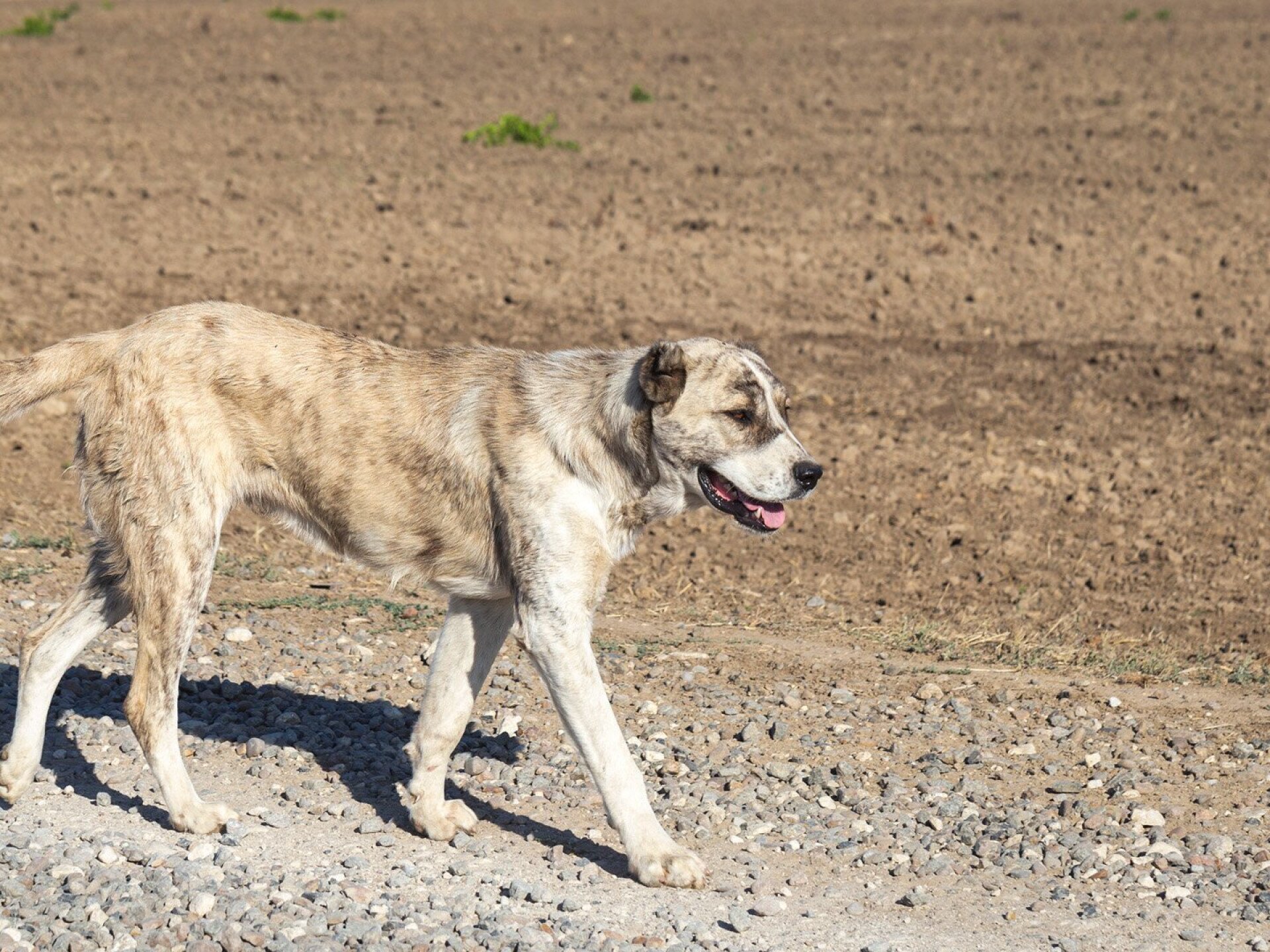 Betiltották a legkeményebb pásztorkutyákat Erdélyben