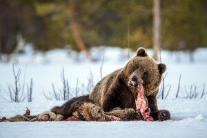 Ébredező medvék erednek az állattetemek nyomába a Tátrában