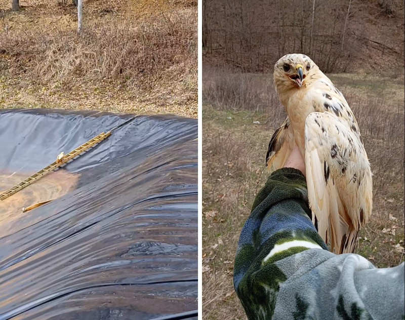 Egerészölyv és kimentése egy zagytározóból