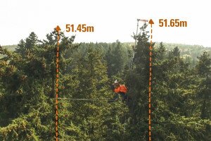 Egy 140 éves duglászfenyő Magyarország legmagasabb fája