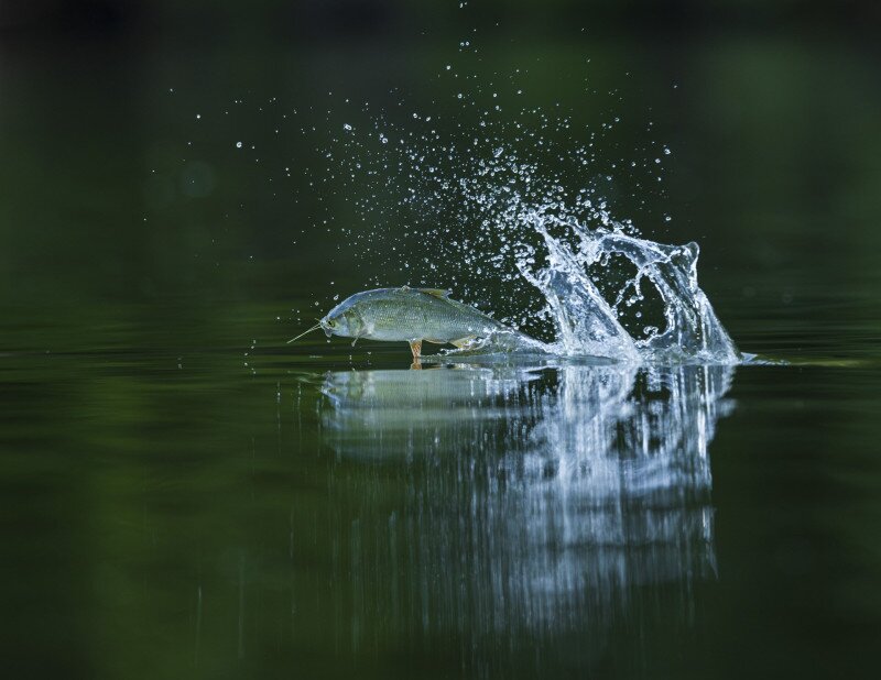 Egy balin elkap egy tiszavirágot