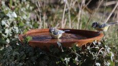 Egy csipetnyi boldogság: téli madáritatás