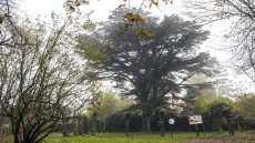 Egy darabig nem lehet a Kondor úti libanoni cédrus közelébe menni