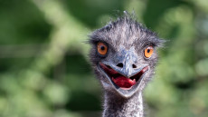 Egy emu kószált a Normafánál