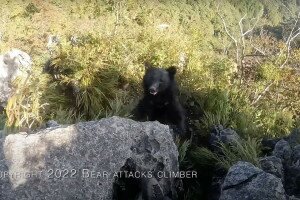 Egy japán hegymászó lekaratézta a rátámadó medvét