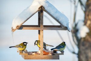 Egy Kérdés, Egy Válasz – Tudtad, mi mindennel etetheted a madarakat télvíz idején?