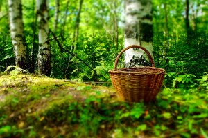 Egy Kérdés, Egy Válasz – Tudtad, mit pakolhatsz be a kosaradba az erdőt járva?