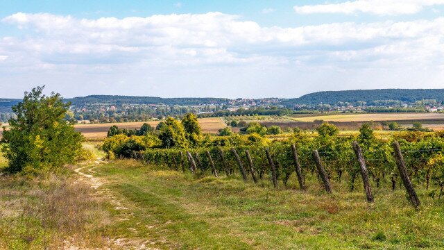 Egy kevésbé ismert kék út: a „Soproni KÉK-frankos”