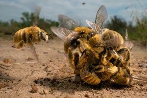 Egy méhgolyó lett 2022-ben a világ legjobb természetfotója