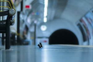 Egy metróállomáson készült a világ legjobb természetfotója