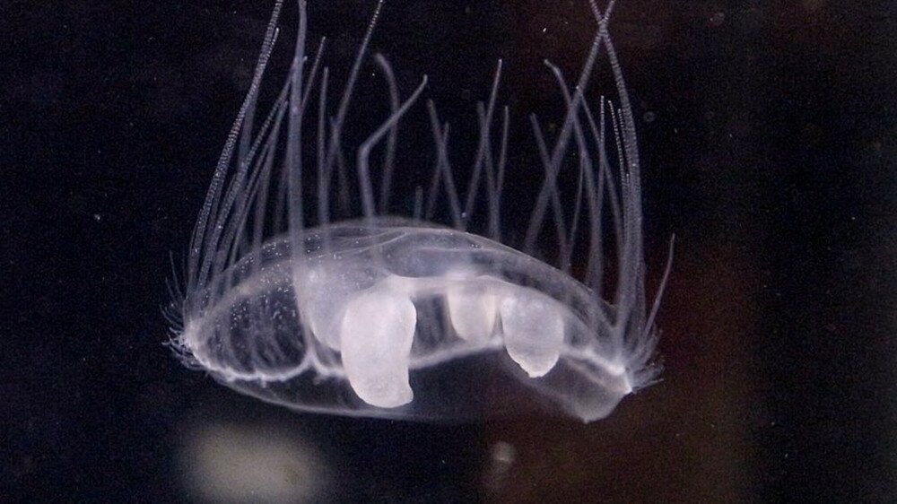 Egy parányi édesvízi medúza