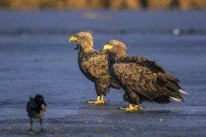 Egyre több északi ragadozó madár érkezik a Dél-Alföldre