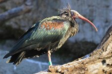 Egy tarvarjúszökevény után nyomoznak Budapesten