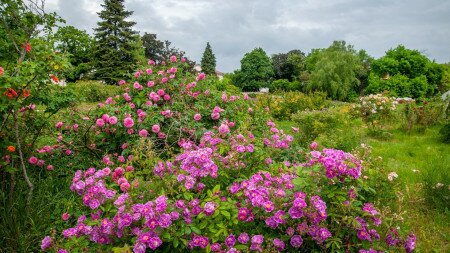 Egy titkos kert a város peremén – Budatétényi Rózsakert