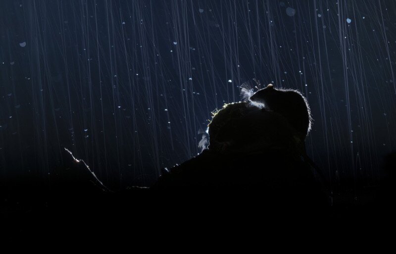 Egy vándorpatkány sziluettje esőben