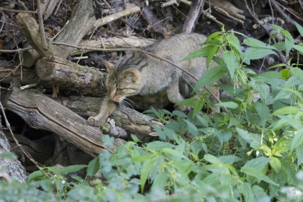 Eine Wildkatze schleicht durchs Unterholz in der Seitenansicht