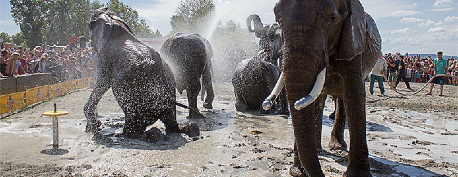 Az elefántok is felfoghatják a halál értelmét, Elefántok látványa