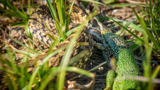 Élet-halál harc: rákosi vipera vs. zöld gyík