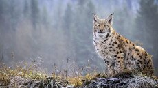 Elgázolt hiúzt találtak a Tátrában