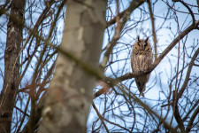 Elképesztő számok jöttek ki az erdei fülesbaglyok felmérése során