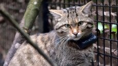 Előkerült Lukrécia, a nyomkövetős vadmacska