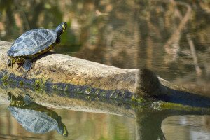 Először figyelték meg ezt a kivadult teknősfajt a Tiszán