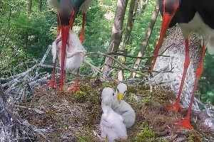 Elpusztította az egyik fiókáját a gemenci fekete gólya – videó
