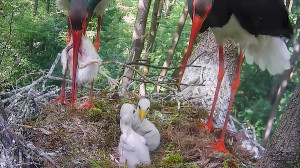 Elpusztította az egyik fiókáját a gemenci fekete gólya – videó