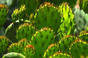 Elszabadult kaktuszok fenyegetik a hazai növényvilágot