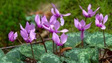 Eltévedt tavaszi virág bontott szirmot 10 fokban?