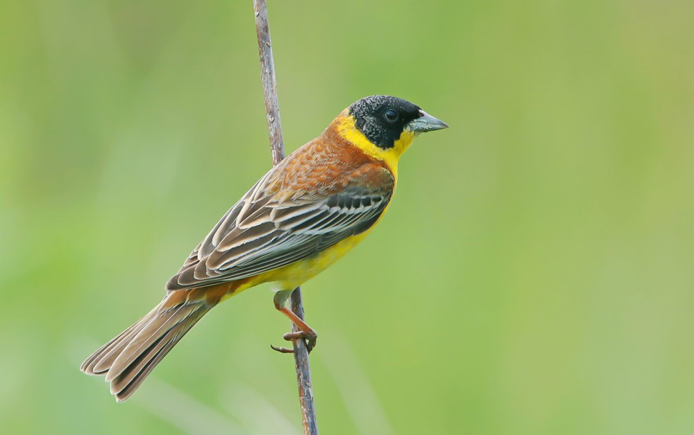 emberiza-melanocephala