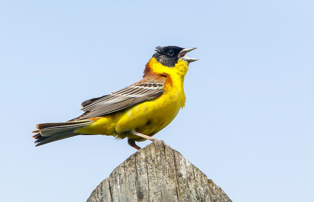 emberiza-melanocephala4-2