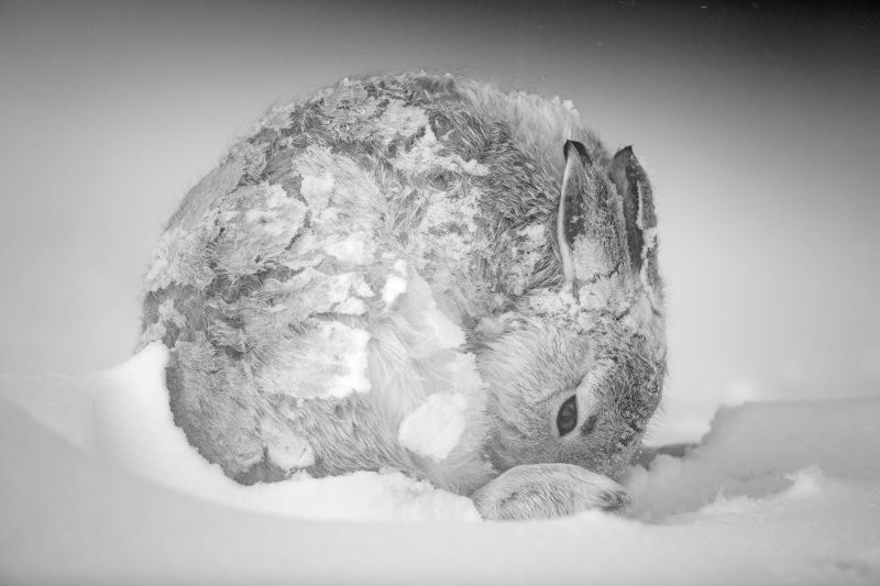 Emlősök Highight Ewan Crosbie - United Kingdom - Hare ball